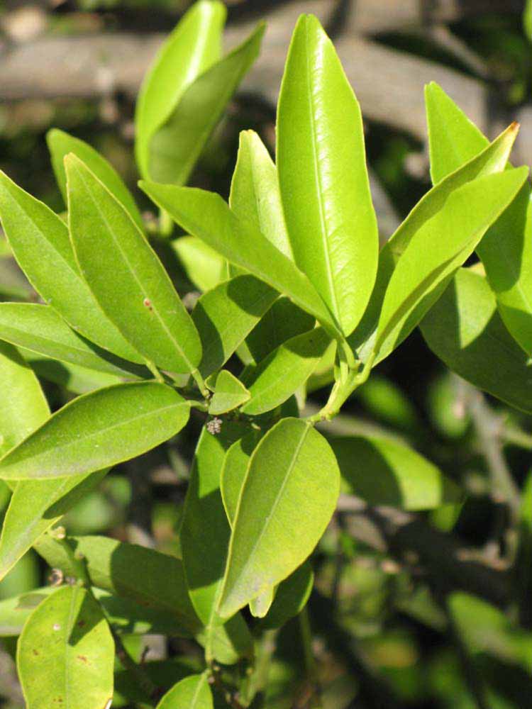              Sun leaves (Riverside, CA)       